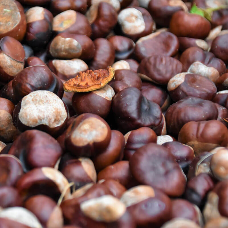 Cooking With Chestnuts