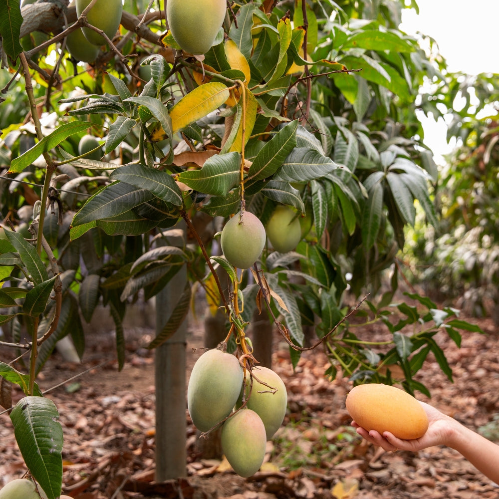 WHY EACH ZAMA MANGO IS PICKED BY HAND, NOT BY CALENDAR