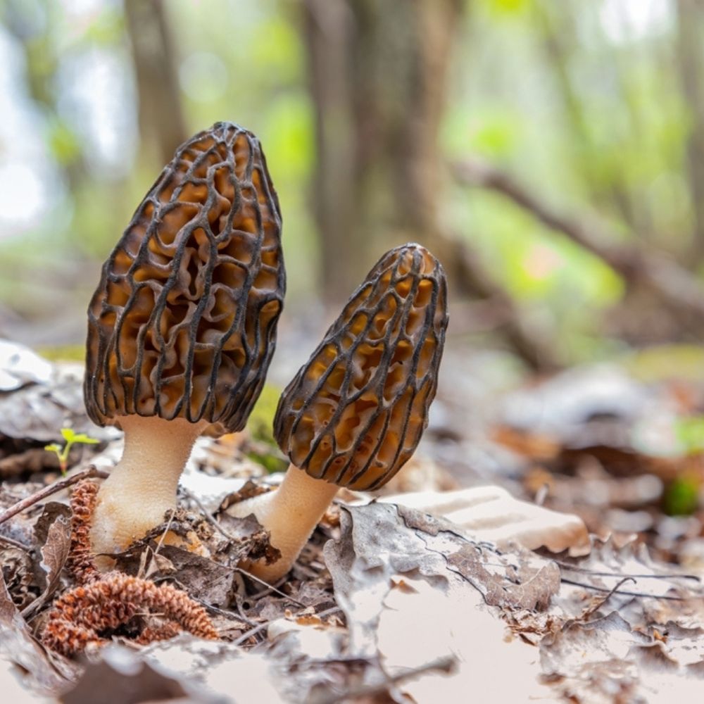 Six Unique Ingredients to Cook With in 2026