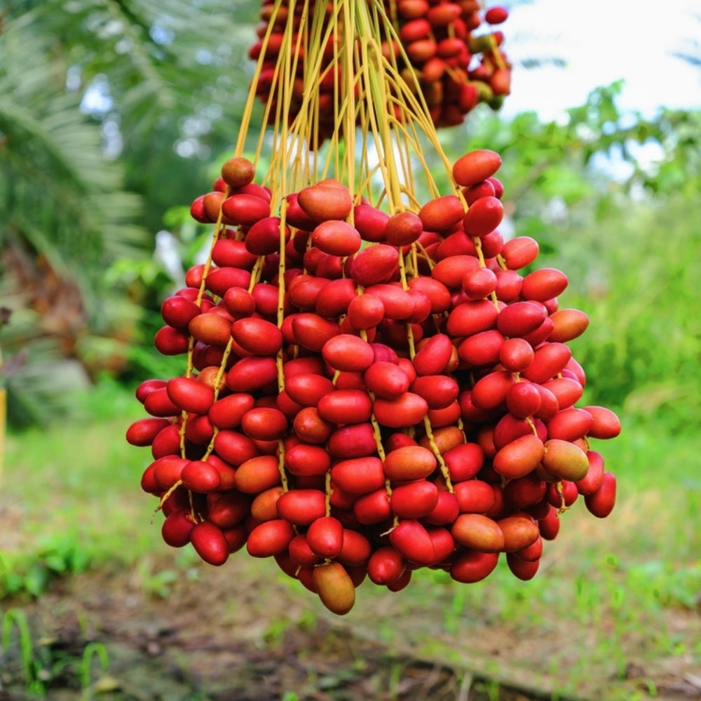 BARHI DATES