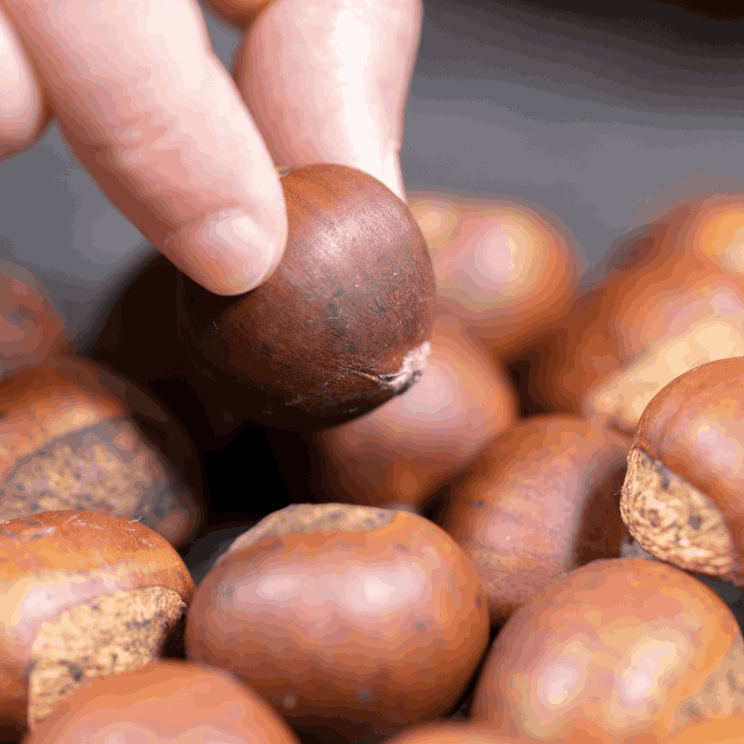 HIMALAYAN CHESTNUTS