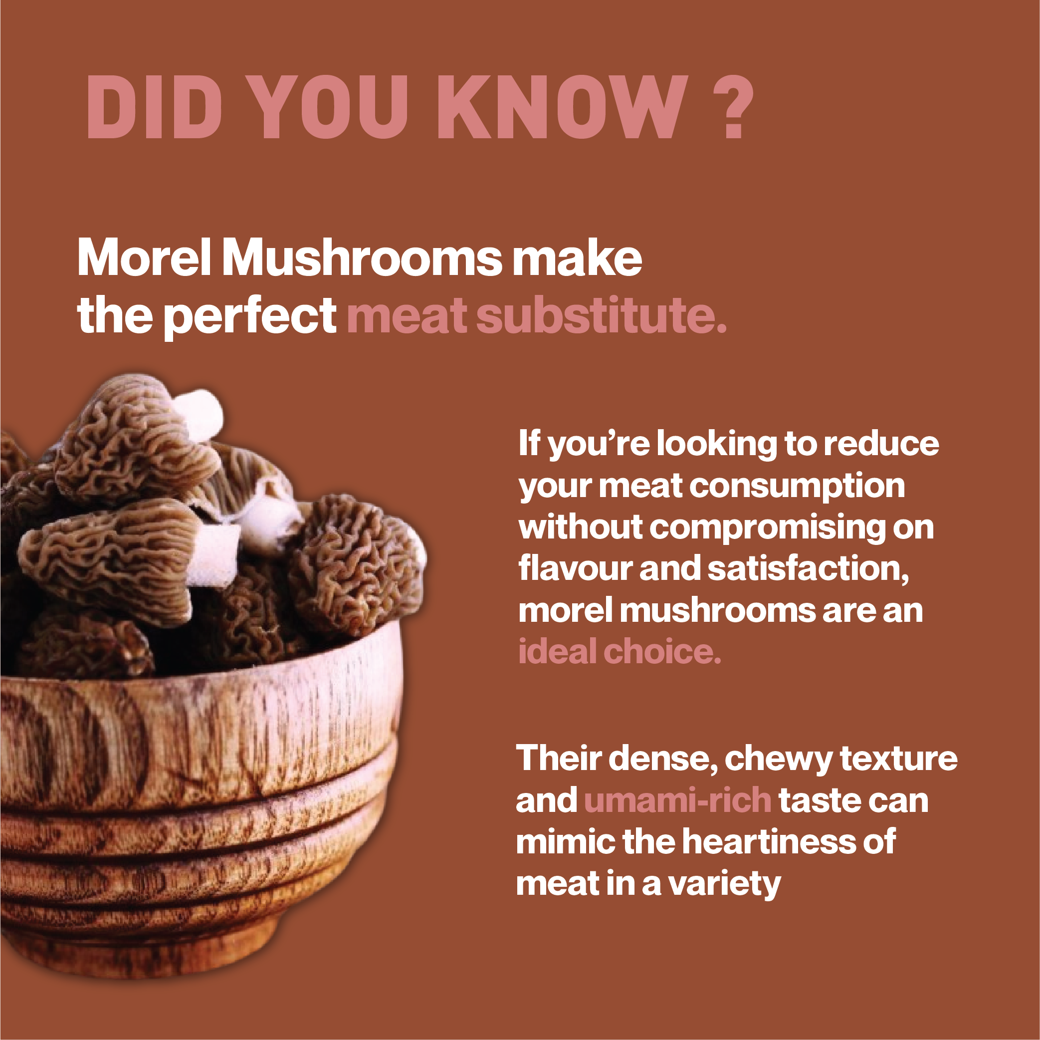MOREL MUSHROOM
