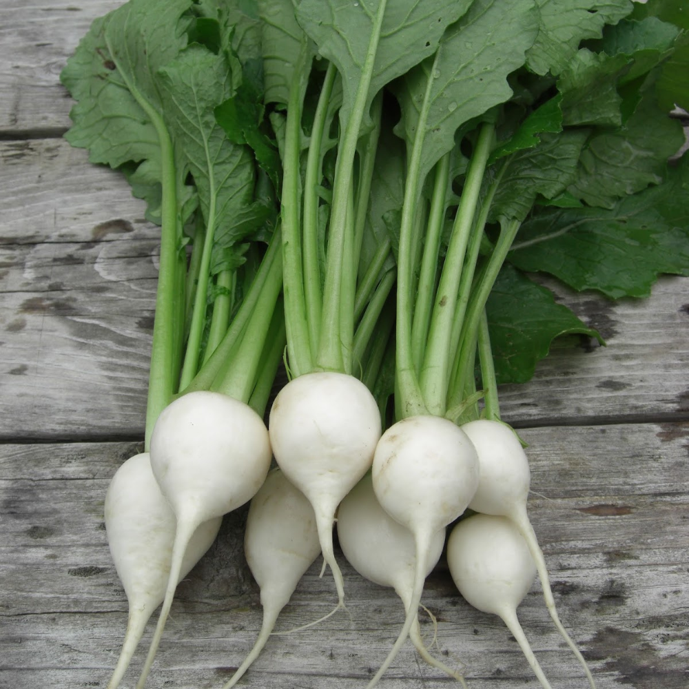ORGANIC BABY TURNIP