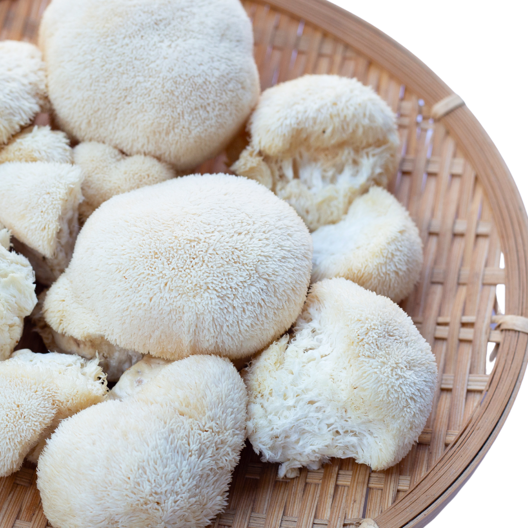 LION'S MANE MUSHROOM