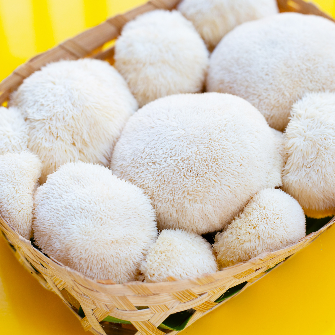 LION'S MANE MUSHROOM