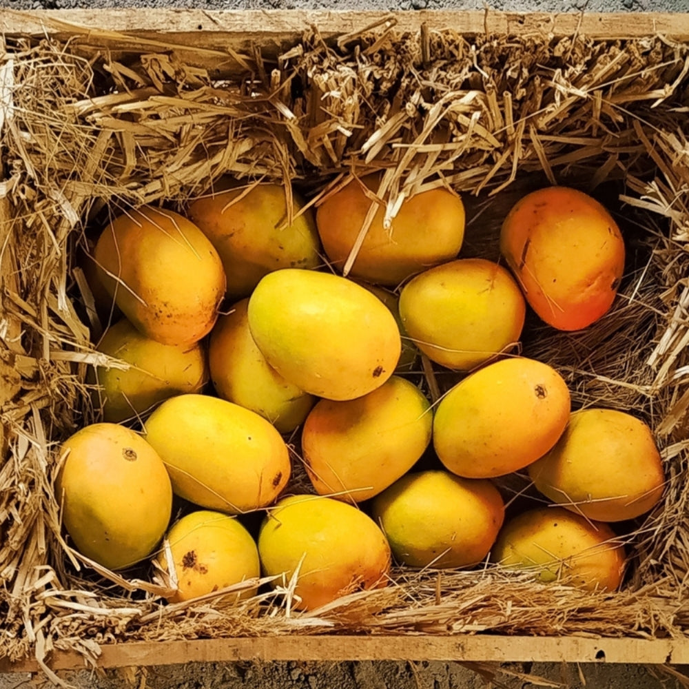 FRESH ALPHONSO MANGOES