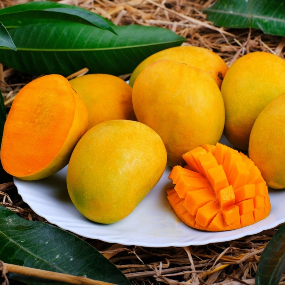 FRESH ALPHONSO MANGOES