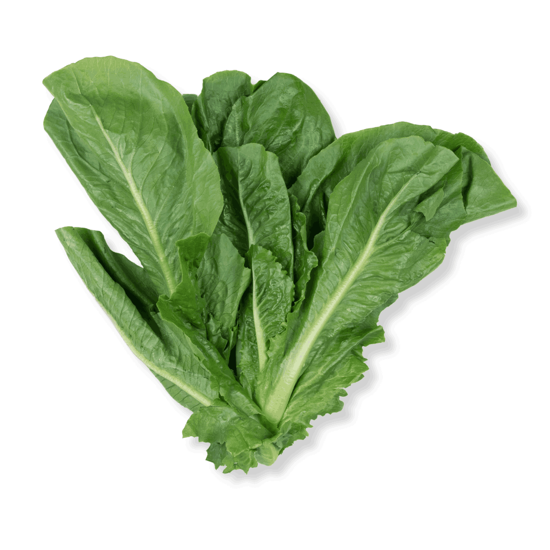 FRESH ROMAINE GREEN LETTUCE