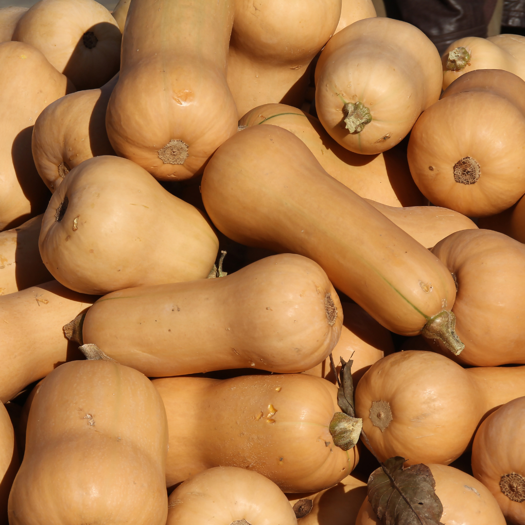 BUTTERNUT SQUASH