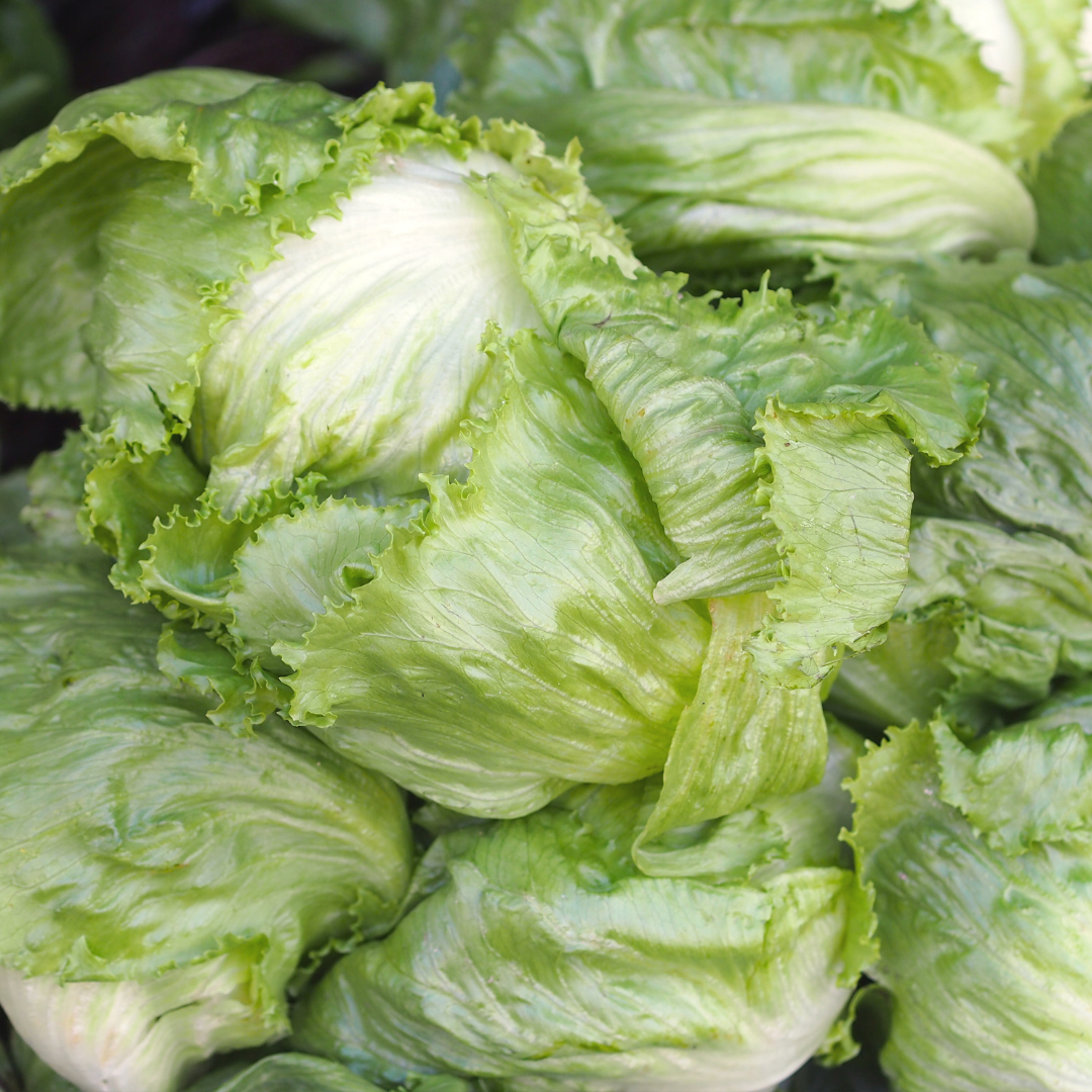 FRESH ICEBERG LETTUCE