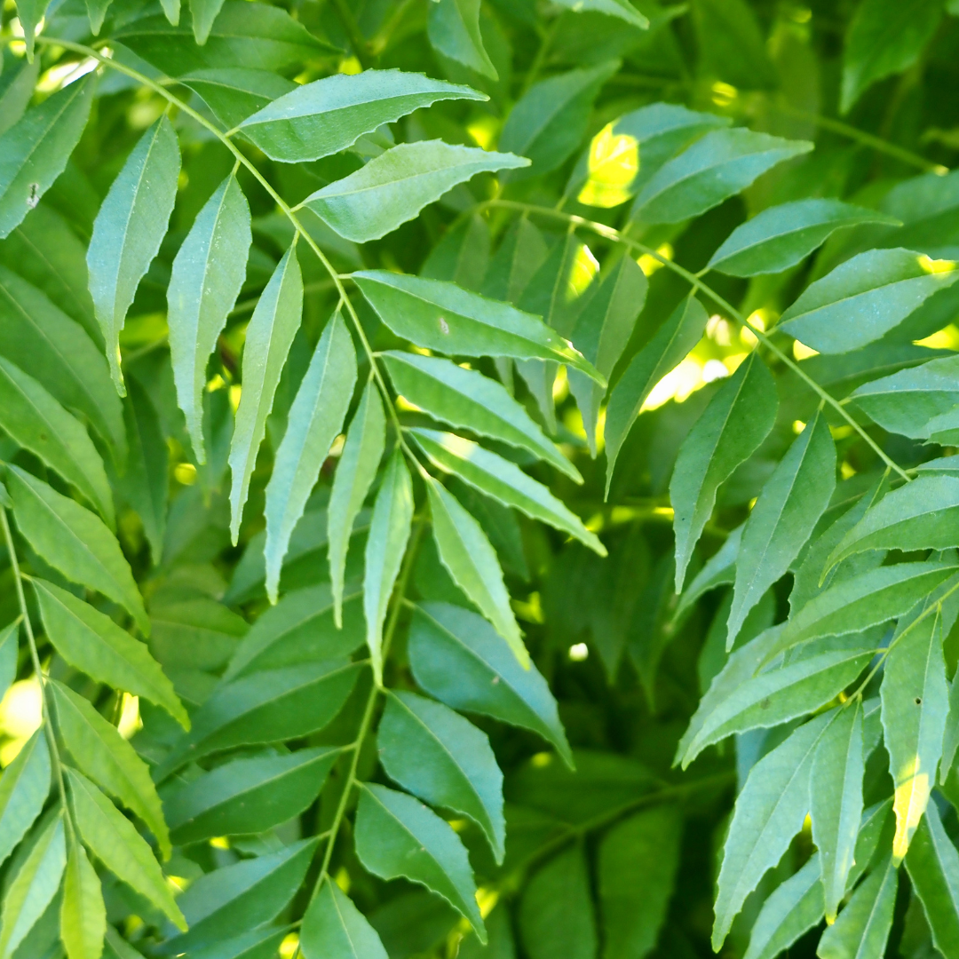 FRESH CURRY LEAVES (KADI PATTA)