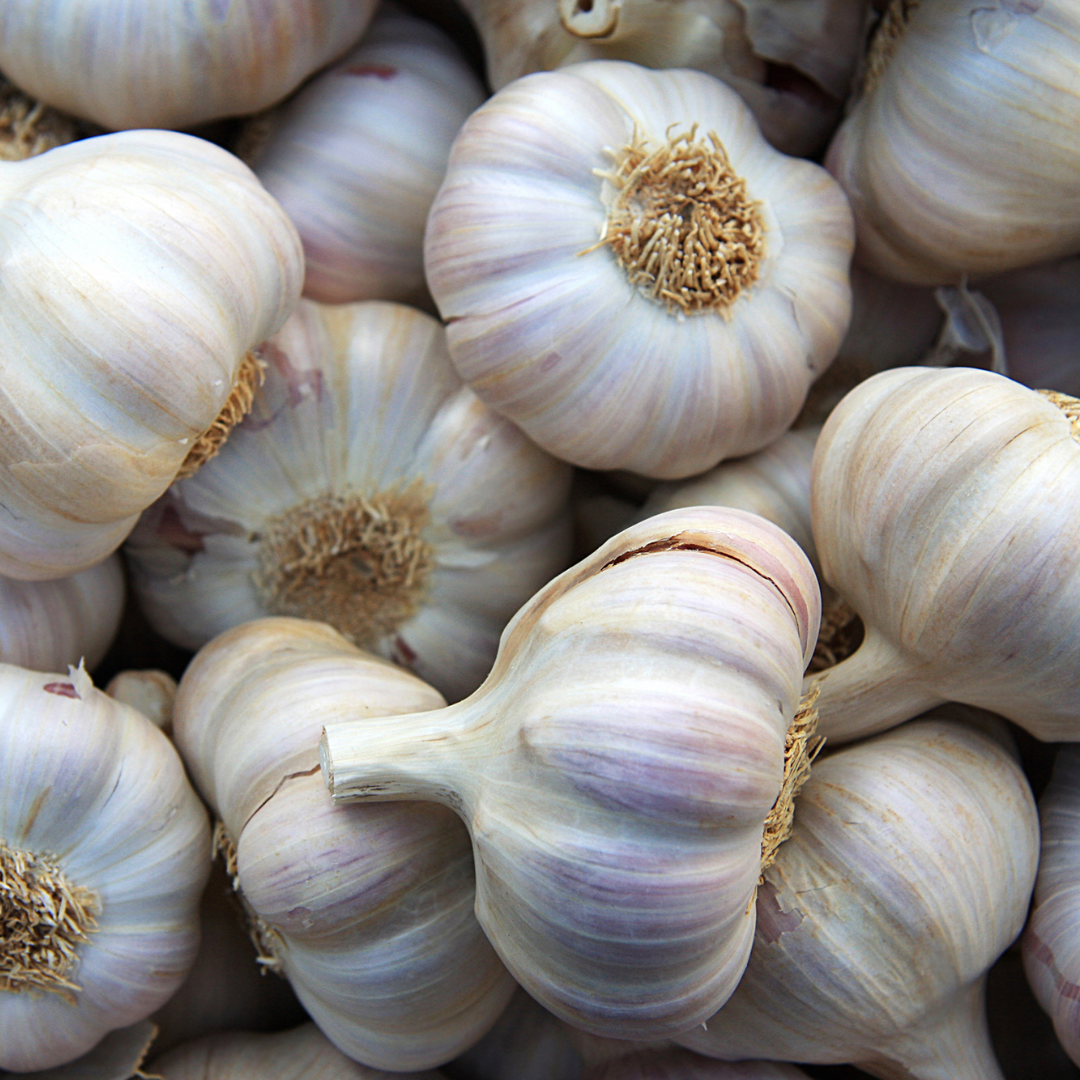 FRESH GARLIC
