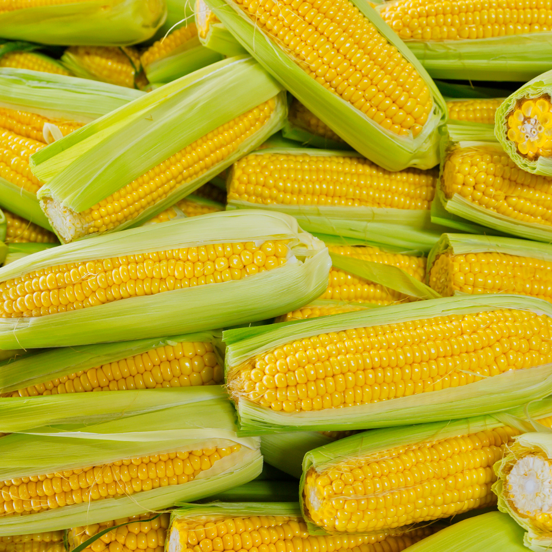 FRESH SWEET CORN