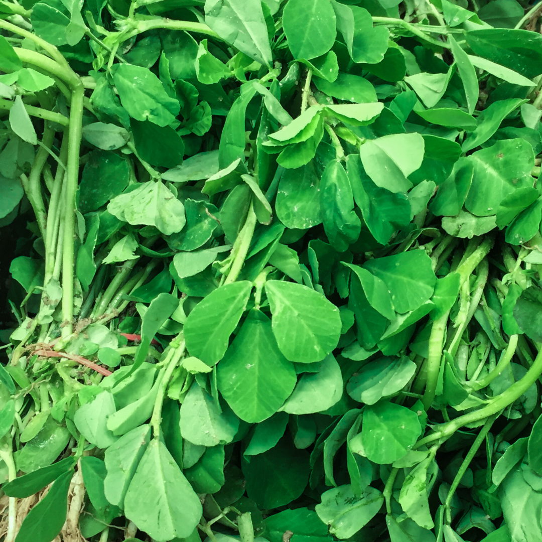 ORGANIC METHI (FENUGREEK)