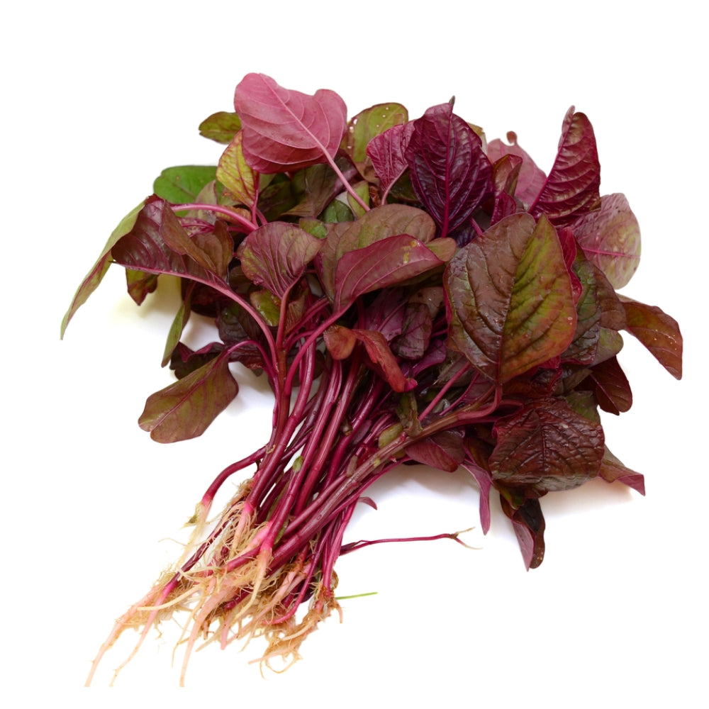 FRESH RED AMARANTH/LAAL MATH