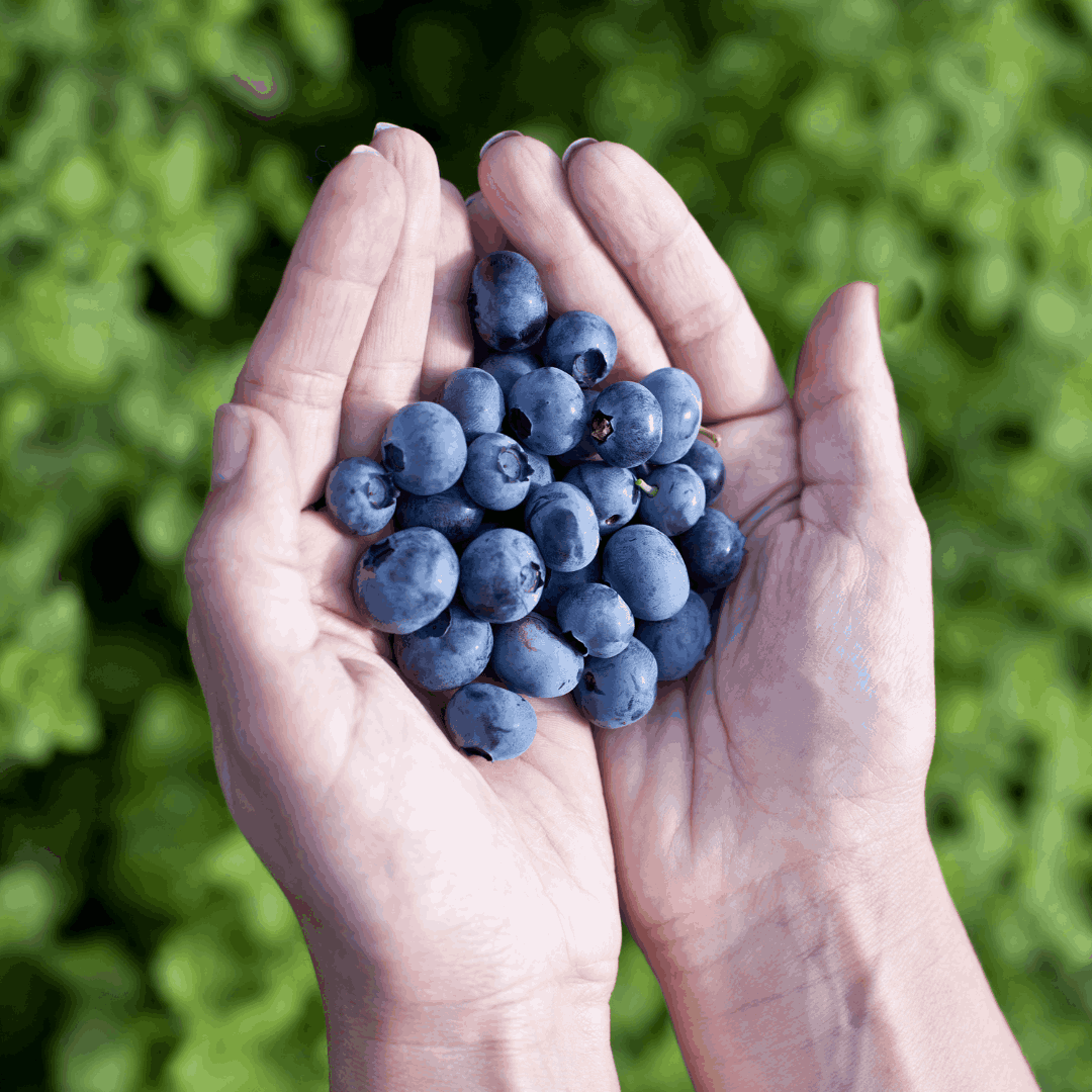 BLUEBERRY