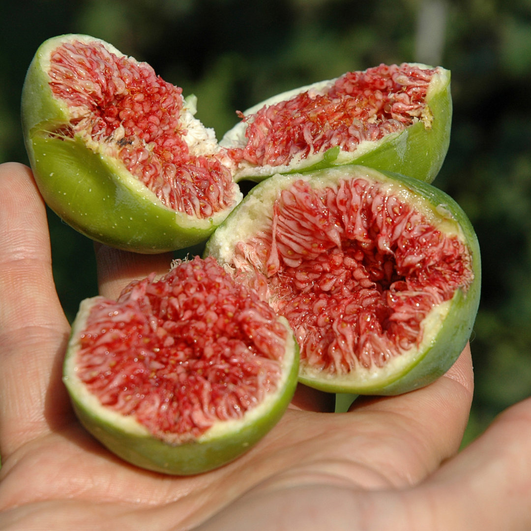 ORGANIC FIGS/ANJIR