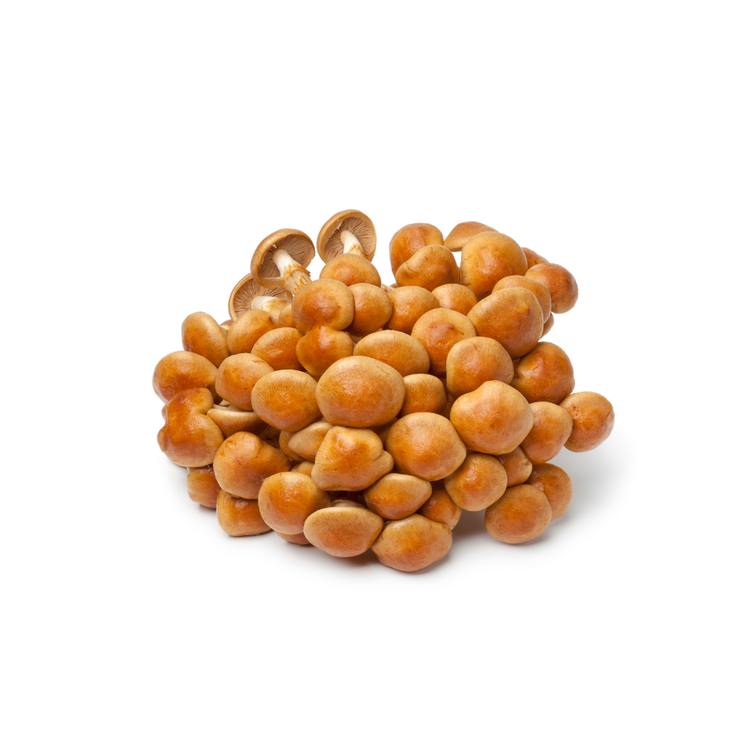 NAMEKO MUSHROOM