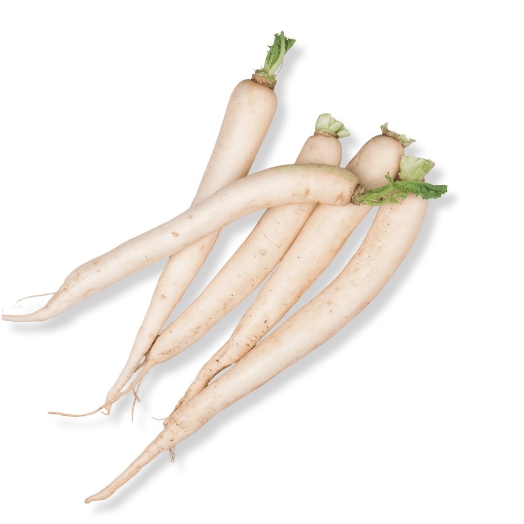 ORGANIC RADISH