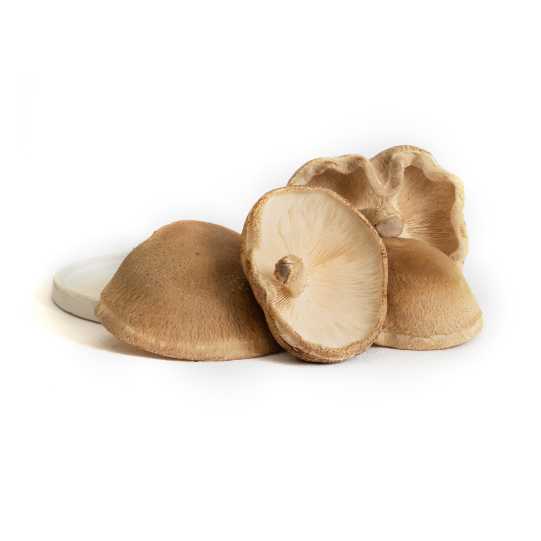 SHIITAKE MUSHROOM