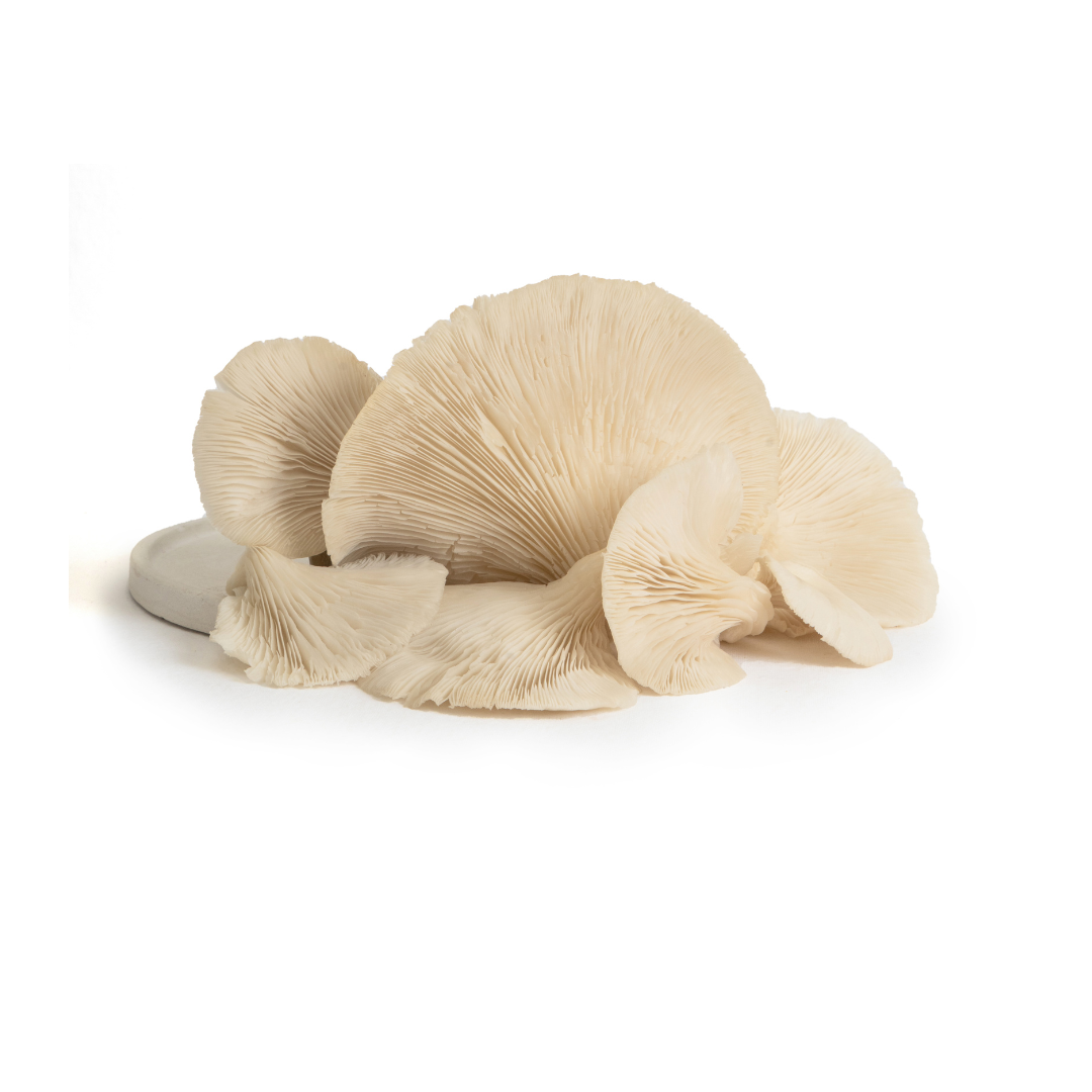 WHITE OYSTER MUSHROOM