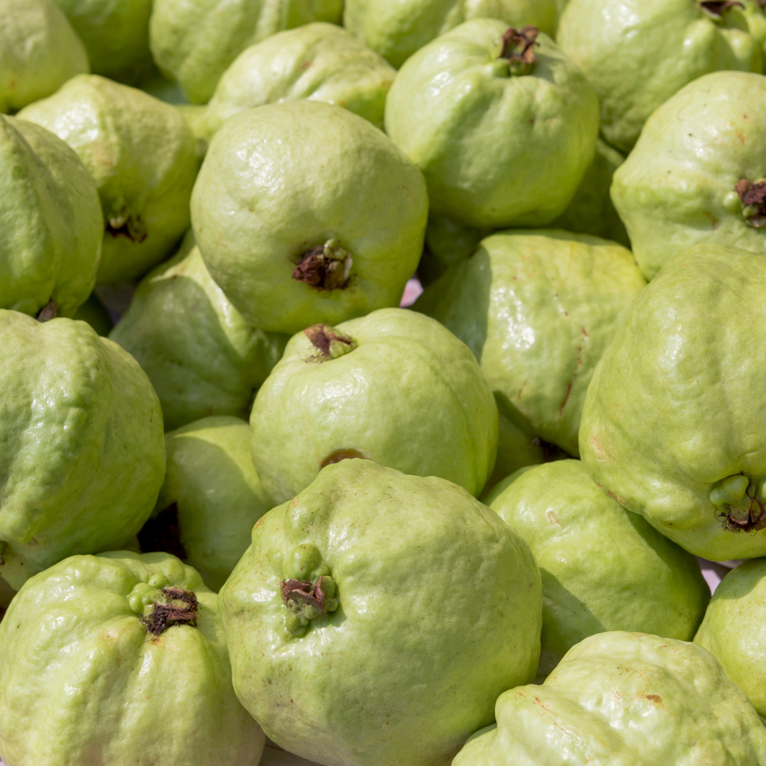 FRESH GUAVA