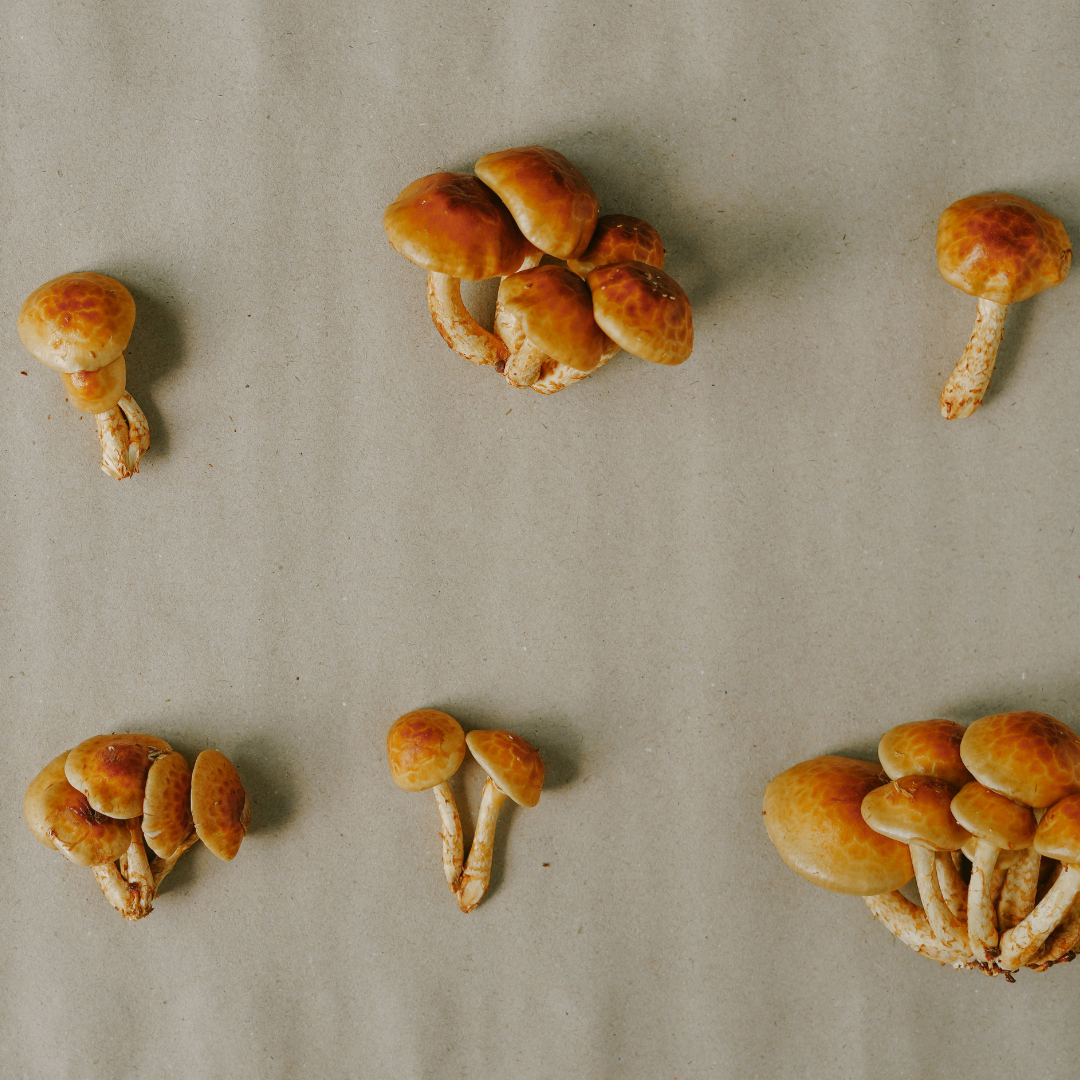 NAMEKO MUSHROOM