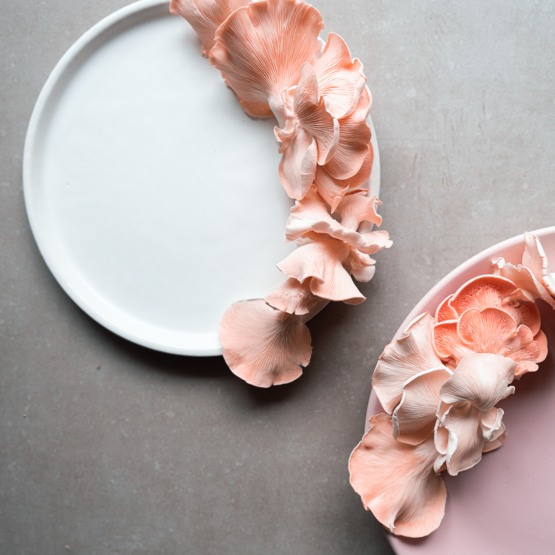 PINK OYSTER MUSHROOM