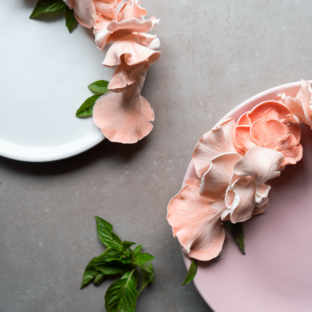 PINK OYSTER MUSHROOM