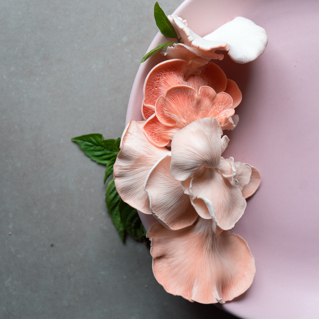 PINK OYSTER MUSHROOM