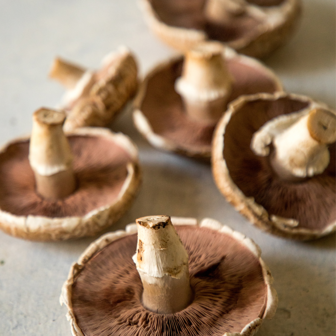 PORTOBELLO MUSHROOM
