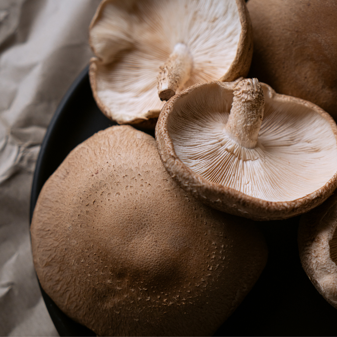 SHIITAKE MUSHROOM