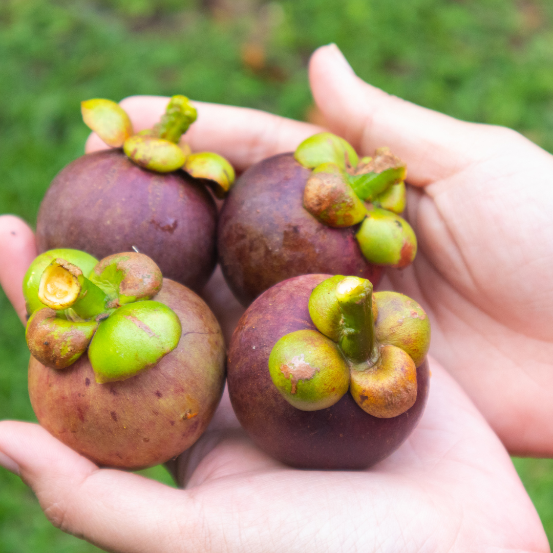 FRESH MANGOSTEEN