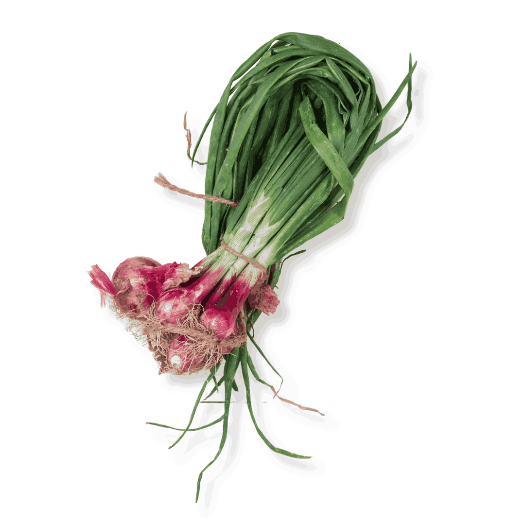 FRESH SPRING ONION