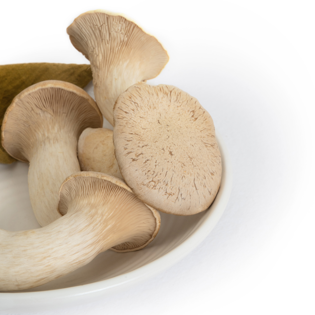 KING TRUMPET MUSHROOM