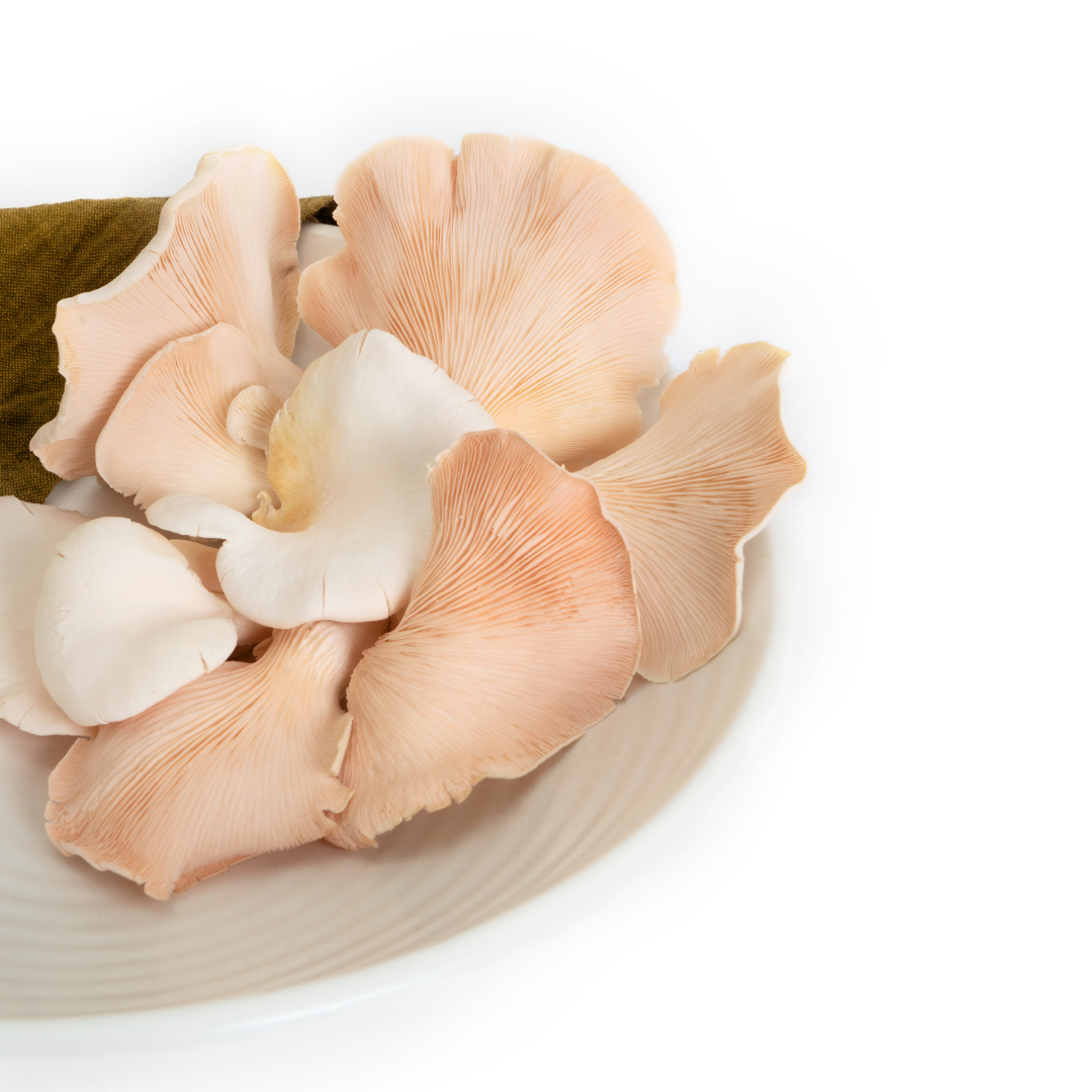 PINK OYSTER MUSHROOM