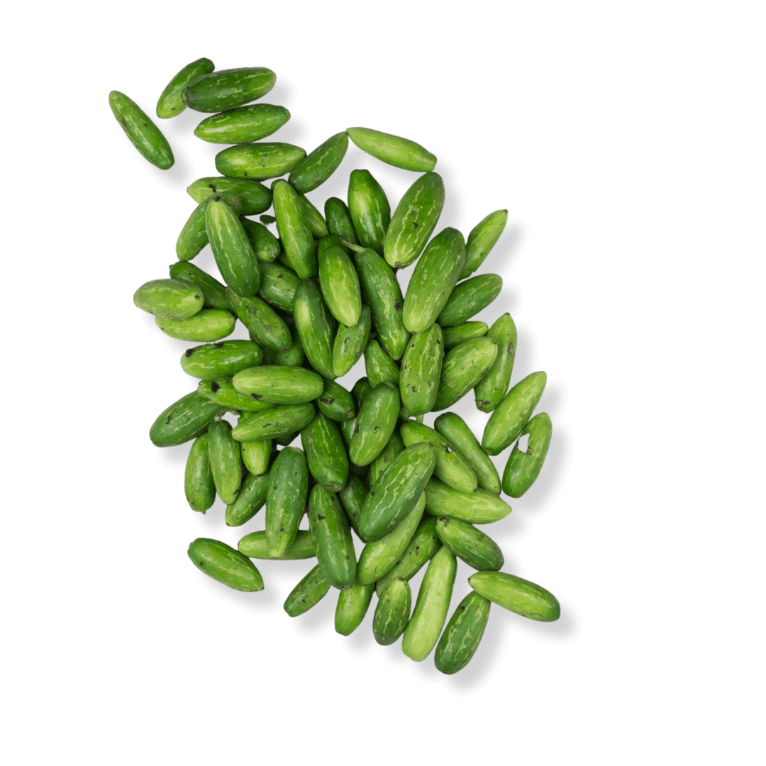 FRESH TINDLI