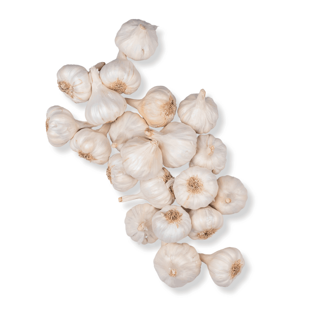 FRESH GARLIC