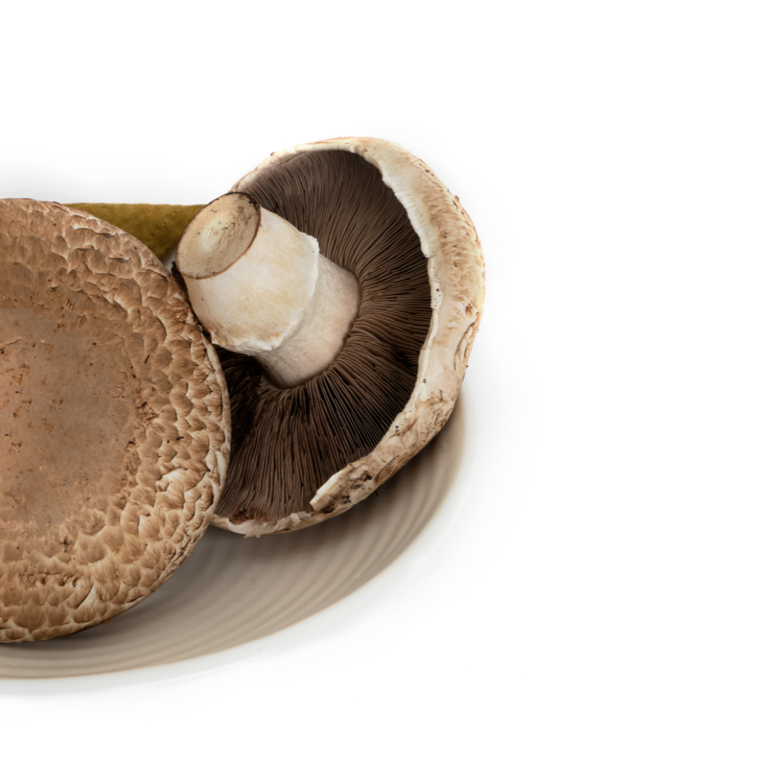 PORTOBELLO MUSHROOM