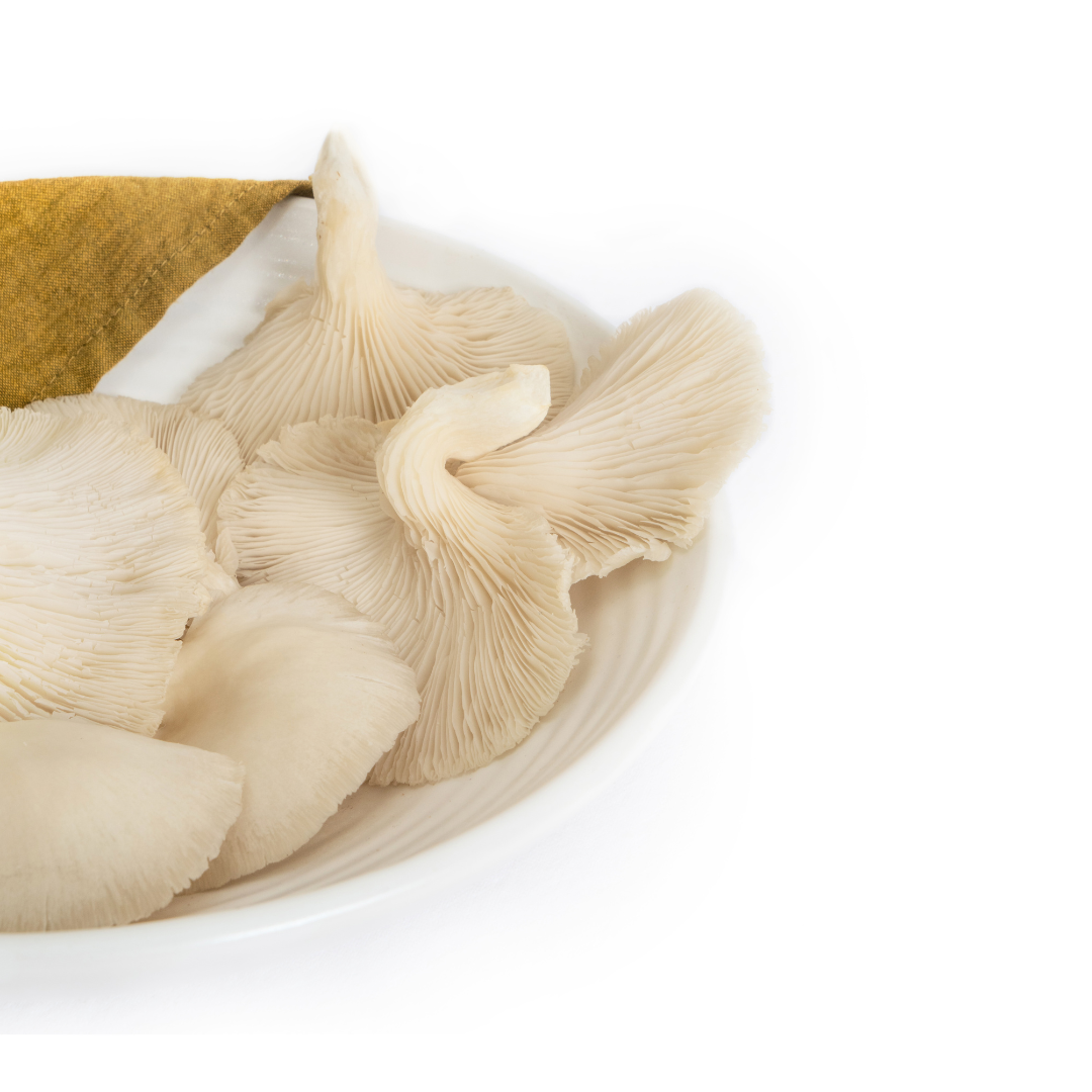 WHITE OYSTER MUSHROOM