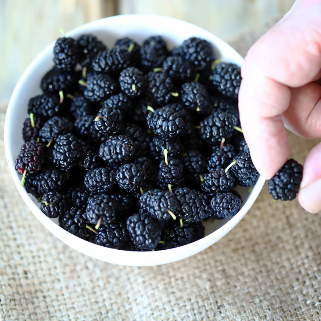 MULBERRY