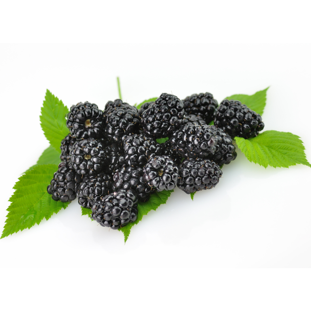 MULBERRY