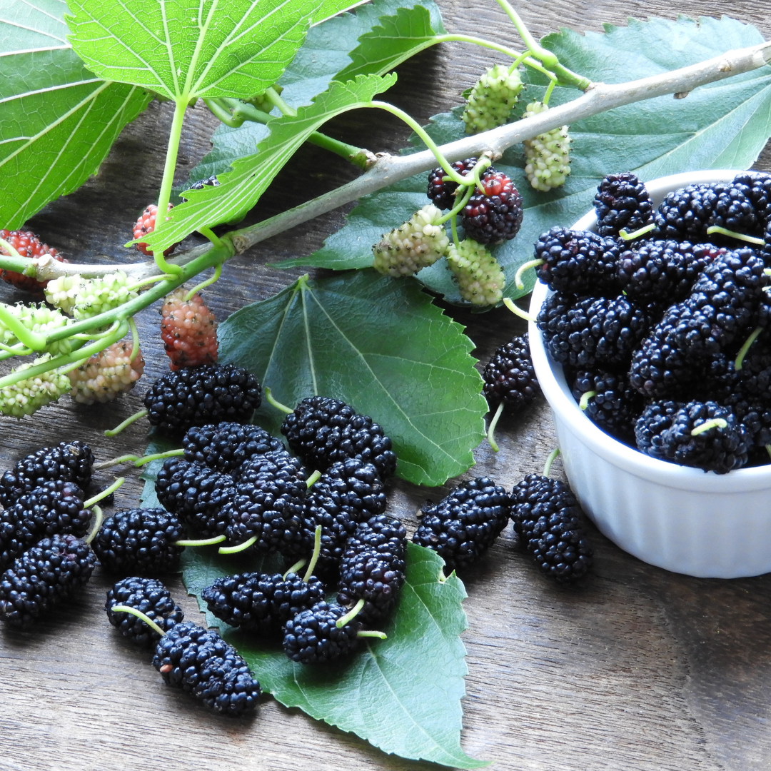 MULBERRY
