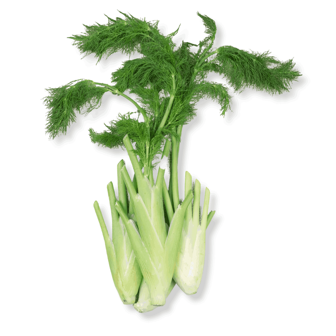 ORGANIC FLORENCE FENNEL