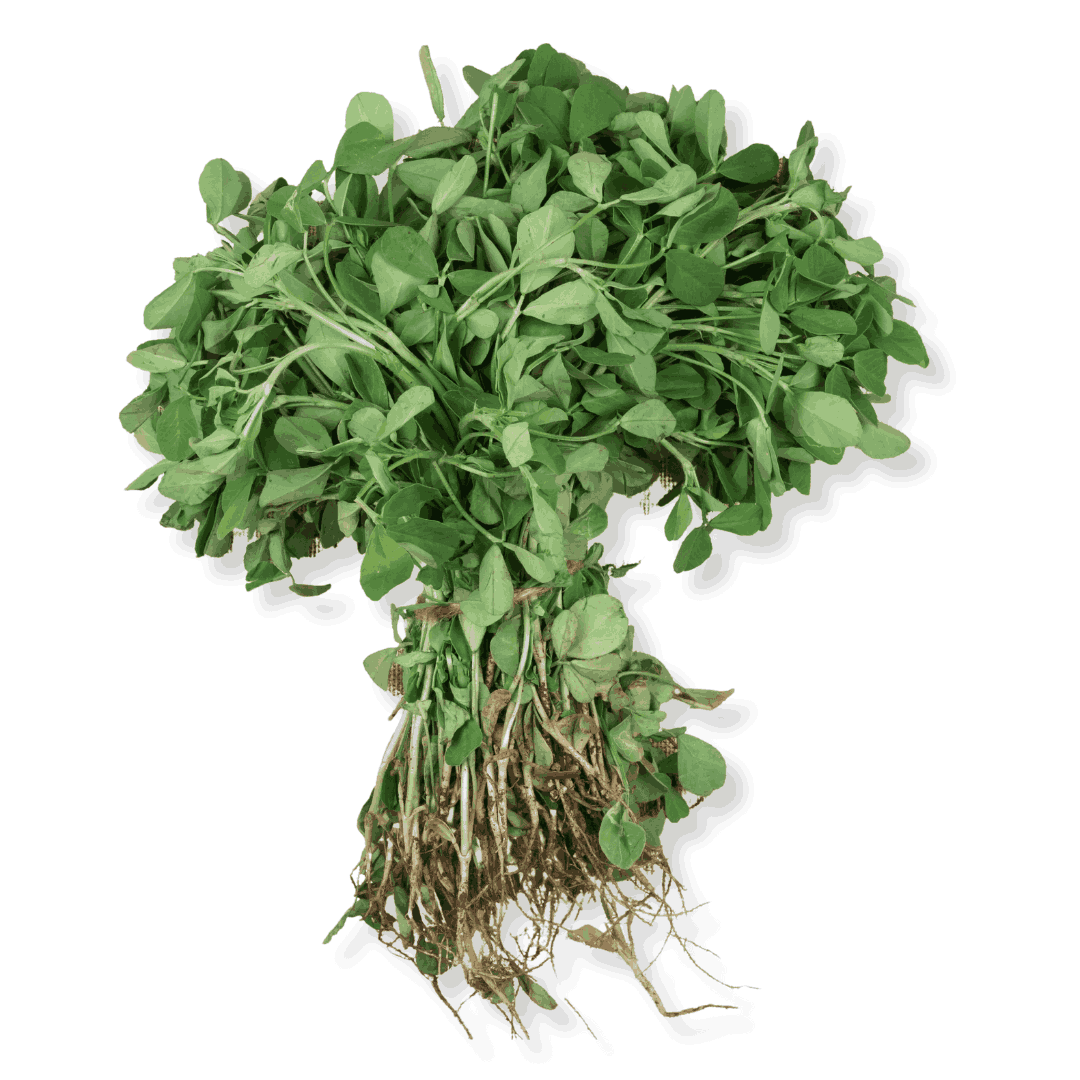 ORGANIC METHI (FENUGREEK)