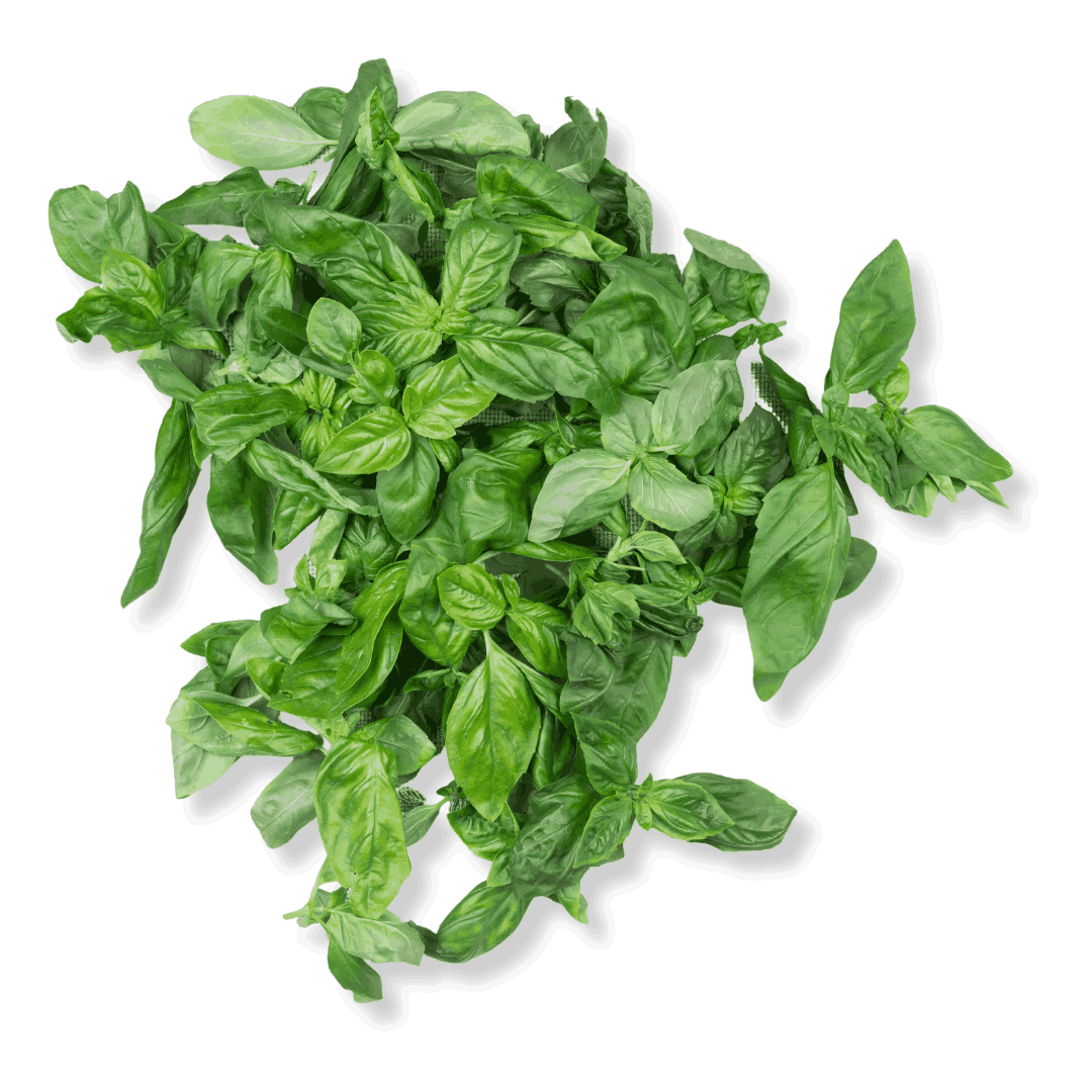 ORGANIC SWEET BASIL