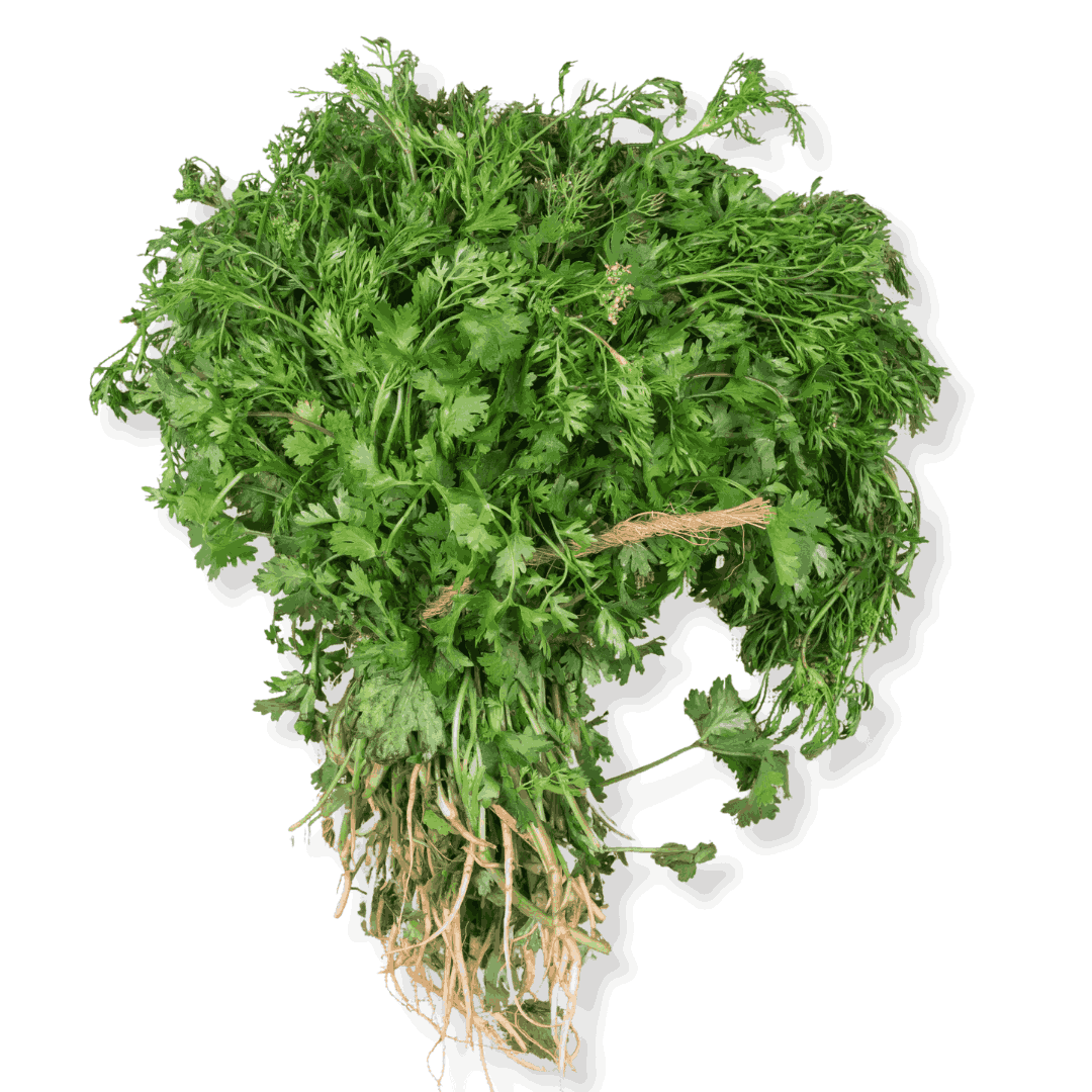 FRESH CORIANDER (WITHOUT ROOTS)