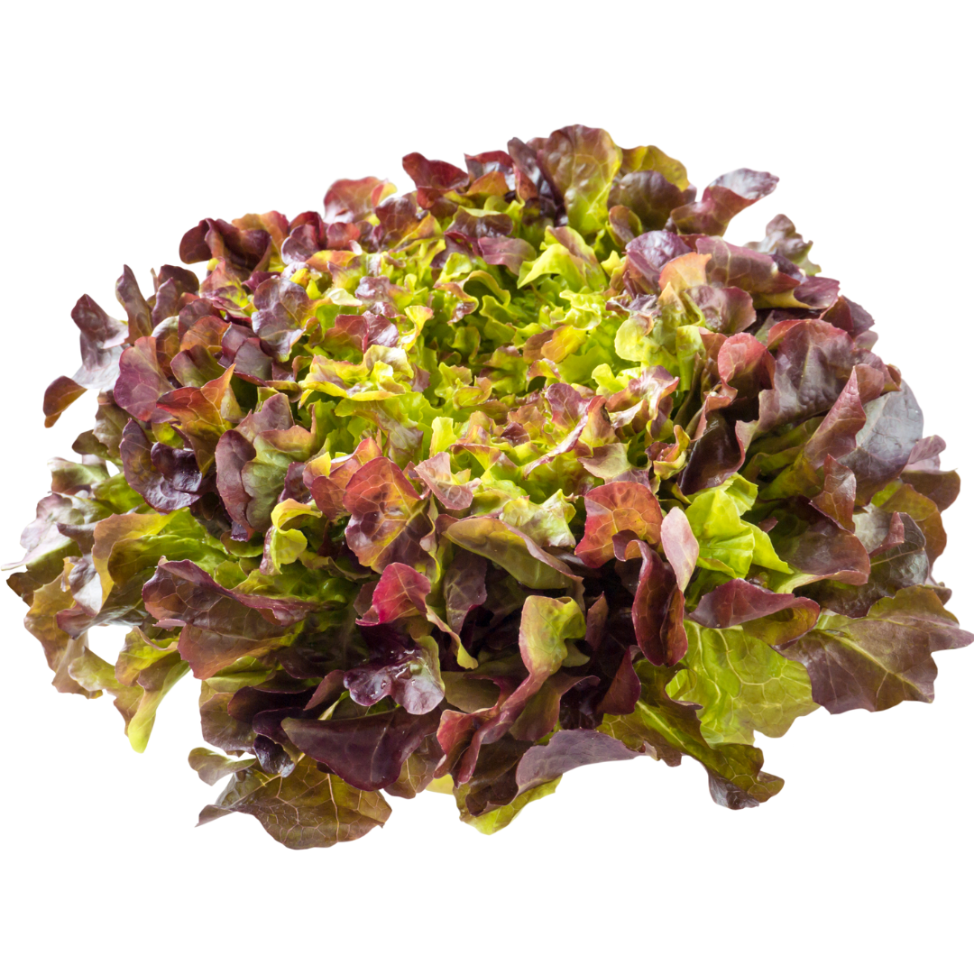 ORGANIC BUTTERHEAD LETTUCE