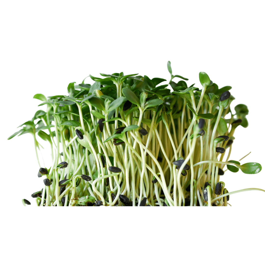 FRESH SUNFLOWER MICROGREEN