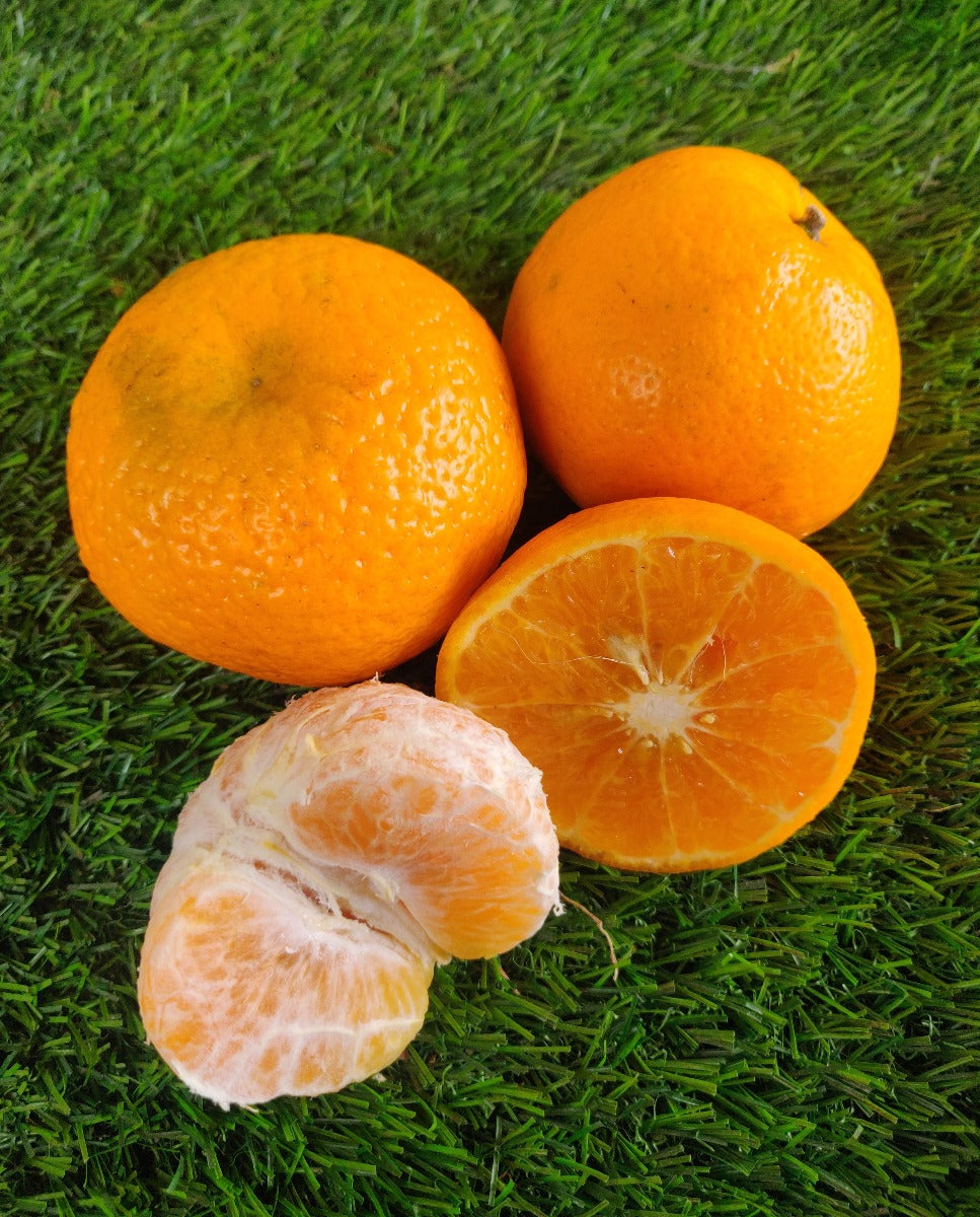 FRESH KINNOW ORANGES